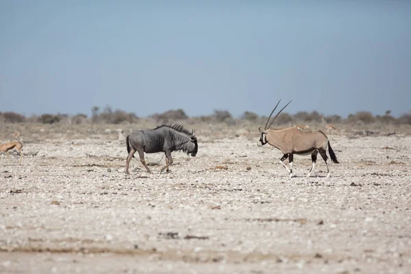 エトーシャ ナミビア 2019年6月19日 青い野生動物とオリックスが岩の多い砂漠を渡って互いに向かって歩く — ストック写真