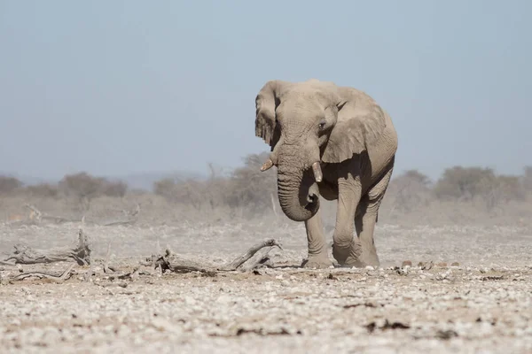 Etosha Namibie Června 2019 Skalnaté Poušti Nám Kráčí Velký Africký — Stock fotografie