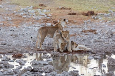 Etosha, Namibya, 19 Haziran 2019: Üç aslan yavrusu kayalık çölde küçük bir su birikintisinde oynuyorlar ve dinleniyorlar