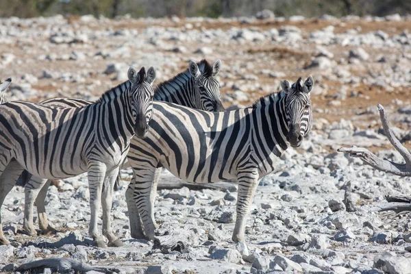 Etosha Namibie Juin 2019 Trois Zèbres Tiennent Milieu Désert Rocheux — Photo