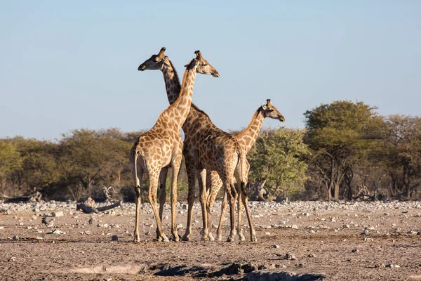 Etosha Namibie Června 2019 Dvě Dospělé Žirafy Miminko Stojí Uprostřed — Stock fotografie