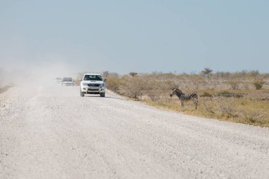 Etosha, Namibya, 19 Haziran 2019: Kayalık bir çölden geçen ve bir konvoyun geçmesini bekleyen bir zebra var..