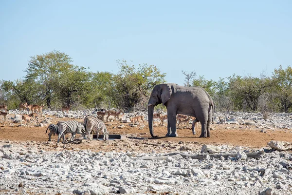 Etosha Namibia Giugno 2019 Elefante Africano Adulto Trova Piccolo Abbeveratoio — Foto Stock