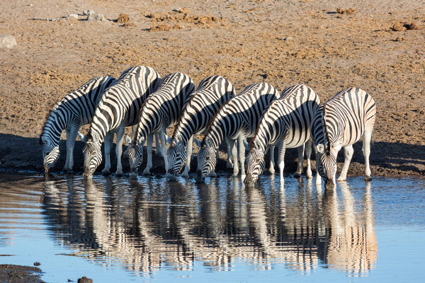 Etosha, Namibia, June 19, 2019: A herd of zebras drinking water from a blue pool in the middle of a yellow desert in a row