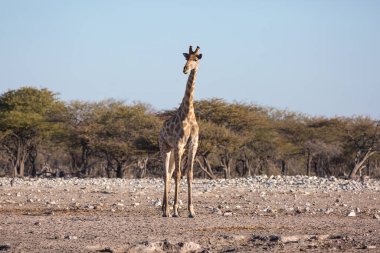 Etosha, Namibya, 19 Haziran 2019: Kayalık bir çölün ortasında yetişkin bir zürafa duruyor. Arka planda çalılık ve mavi gökyüzünde.