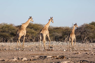 Etosha, Namibya, 19 Haziran 2019: Üç zürafadan oluşan bir aile, kayalık çölde mavi gökyüzüne karşı çalılara doğru yürüyor..