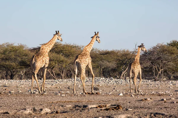 Etosha Namibia Giugno 2019 Una Famiglia Tre Giraffe Cammina Attraverso — Foto Stock