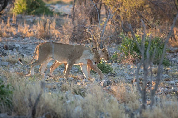 Etosha Namibie Juin 2019 Deux Lionceaux Marchent Côte Côte Sur — Photo