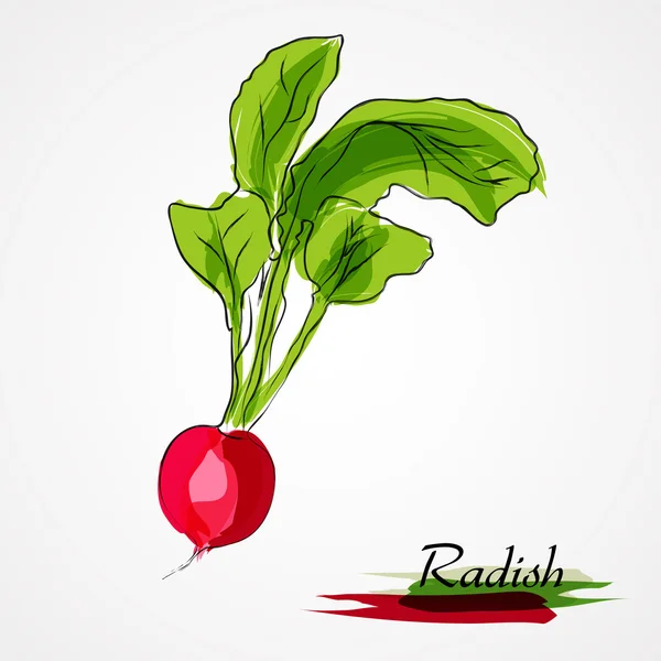 Radish — Stock Vector