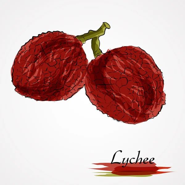 Lychee — Stockvector