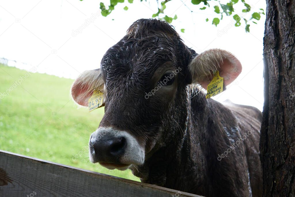 Young calf on a green field, portrait