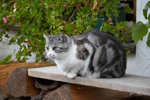 Siyah ve beyaz kedi bakıyor ve oturuyor. — Stok fotoğraf