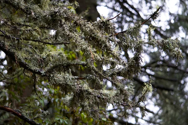 배경때문에 눈이 멀다 . fruticose Lichens on a tree — 스톡 사진