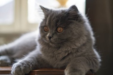 Şirin mavi dağlı İngiliz uzun saçlı kısa hava