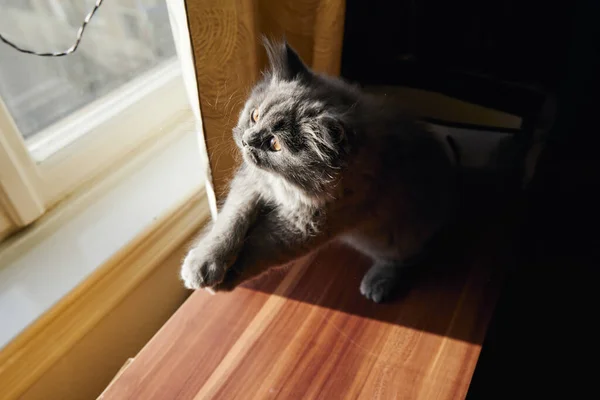 かわいい灰色のふわふわ猫イギリスのロングヘア猫がアパートの窓の前で遊んでいます — ストック写真
