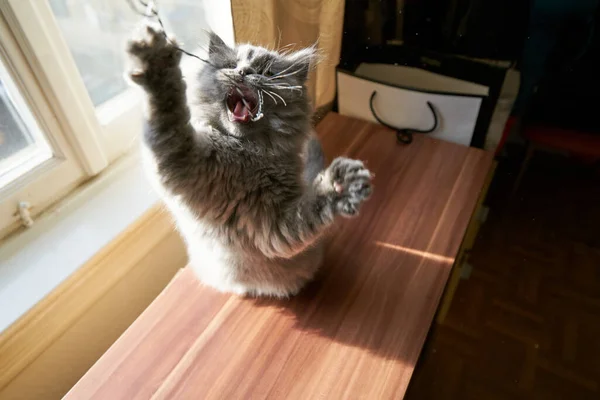 Britânico Longhair Gatinho Está Lutando Jogando — Fotografia de Stock