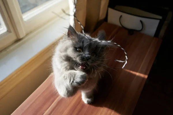 イギリスのロングヘア子猫が遊んで戦っている — ストック写真