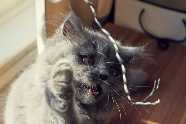 British Longhair Kitten Fighting Playing — Stock Photo, Image