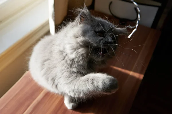 British Longhair Kitten Fighting Playing — Stock Photo, Image