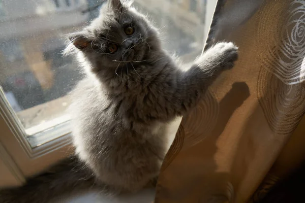 Roztomilý Šedý Chlupatý Kočka Britský Dlouhosrstý Kočka Hraje Před Oknem — Stock fotografie