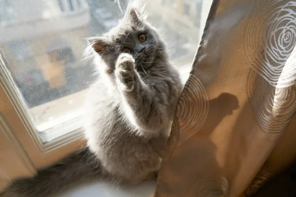 Cute Grey Fluffy Cat British Longhair Cat Playing Front Window — Stock Photo, Image