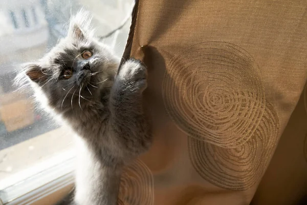 Lindo Gris Esponjoso Gato Británico Longhair Gato Está Jugando Frente — Foto de Stock