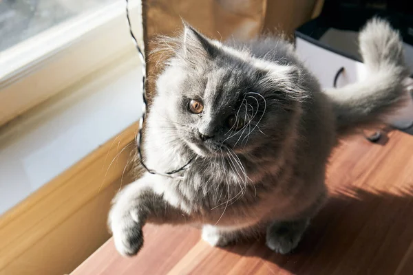 Britânico Longhair Gatinho Está Lutando Jogando — Fotografia de Stock