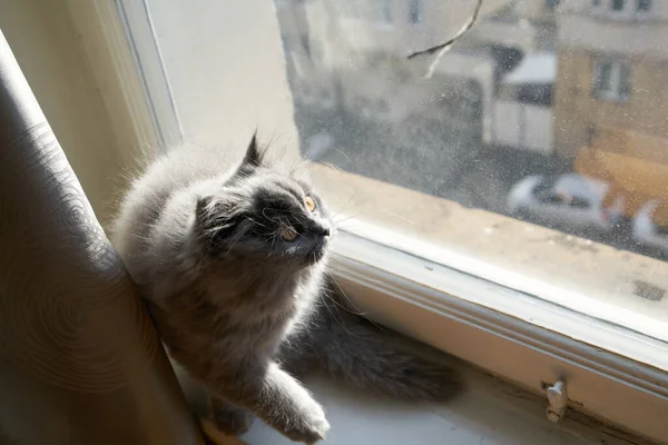 Милий Сірий Пухнастий Кіт Британський Довгошерстий Кіт Грає Перед Вікном — стокове фото