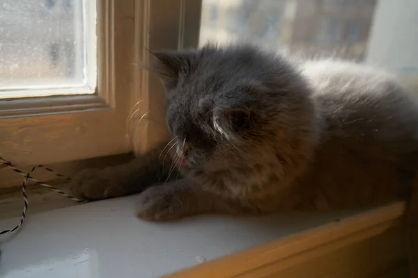 Милий Сірий Пухнастий Кіт Британський Довгошерстий Кіт Грає Перед Вікном — стокове фото