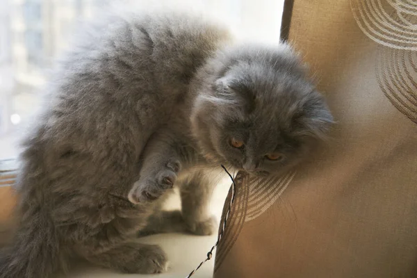 British Longhair Kitten Fighting Playing — Stock Photo, Image