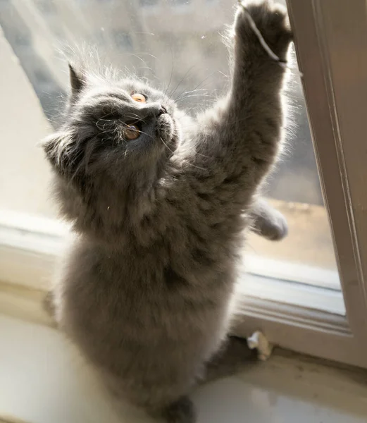 かわいい灰色のふわふわ猫イギリスのロングヘア猫がアパートの窓の前で遊んでいます — ストック写真