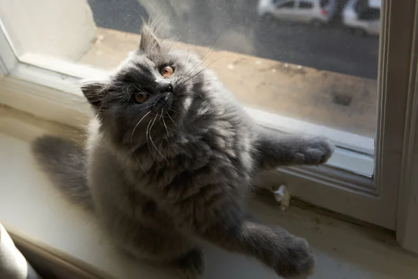 Söt Grå Fluffig Katt Brittisk Longhair Katt Leker Framför Ett — Stockfoto