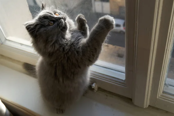 Británico Longhair Gatito Está Luchando Jugando — Foto de Stock