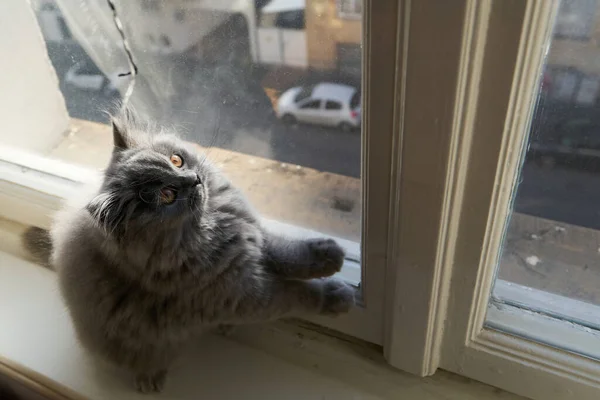 Lindo Gris Esponjoso Gato Británico Longhair Gato Está Jugando Frente — Foto de Stock