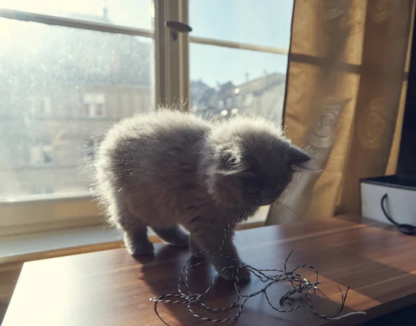 Söt Grå Fluffig Katt Brittisk Longhair Katt Leker Framför Ett — Stockfoto