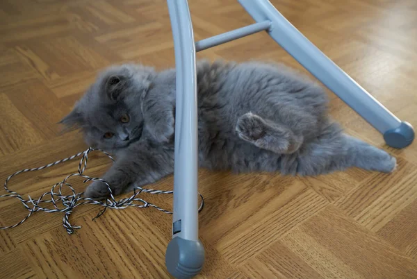 Vista Cerca Gray Tabby Lindo Gatito Con Ojos Amarillos Mascotas —  Fotos de Stock