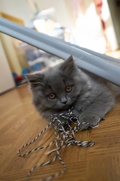 Close Zicht Van Gray Tabby Schattig Katje Met Gele Ogen — Stockfoto