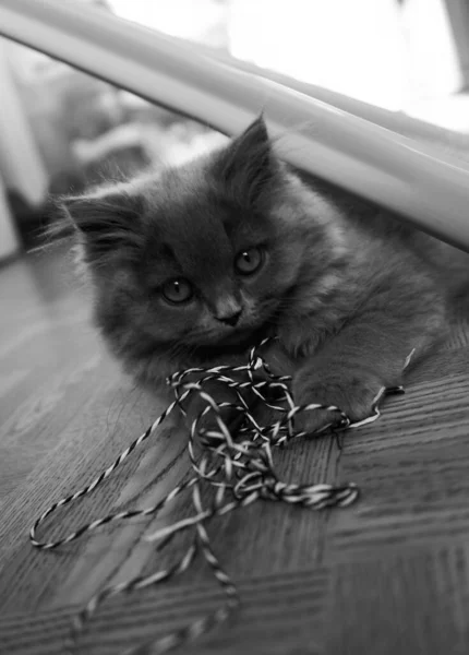 Close View Gray Tabby Cute Kitten Yellow Eyes Pets Lifestyle — Stock Photo, Image