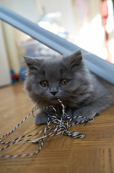 Vue Rapprochée Gray Tabby Chaton Mignon Avec Des Yeux Jaunes — Photo