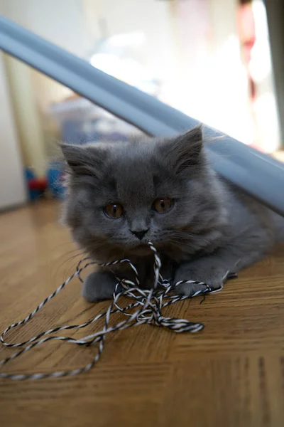 Vista Cerca Gray Tabby Lindo Gatito Con Ojos Amarillos Mascotas — Foto de Stock