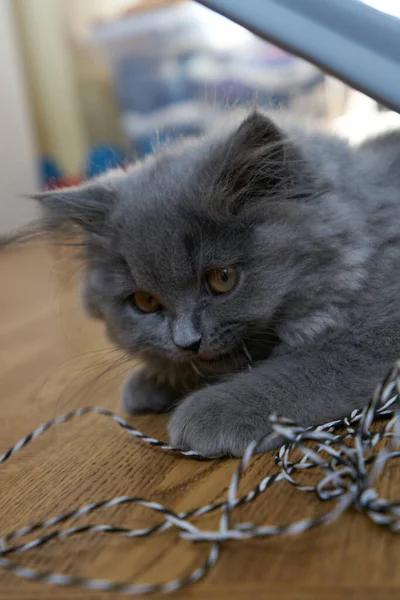 一只黄眼睛的灰色胖胖的可爱小猫的近景 宠物和生活方式的概念 灰色背景的可爱绒毛猫 — 图库照片