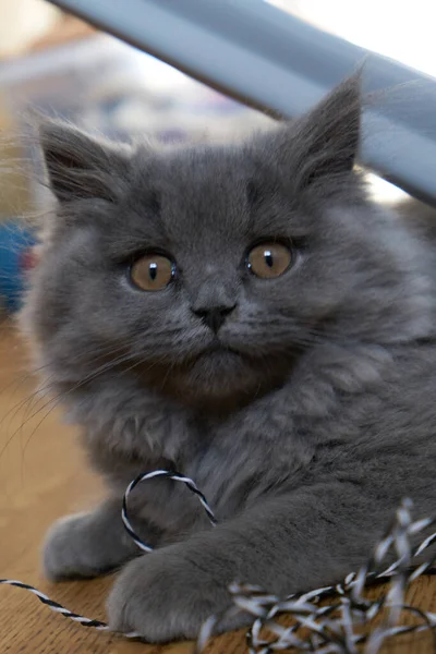 Vue Rapprochée Gray Tabby Chaton Mignon Avec Des Yeux Jaunes — Photo