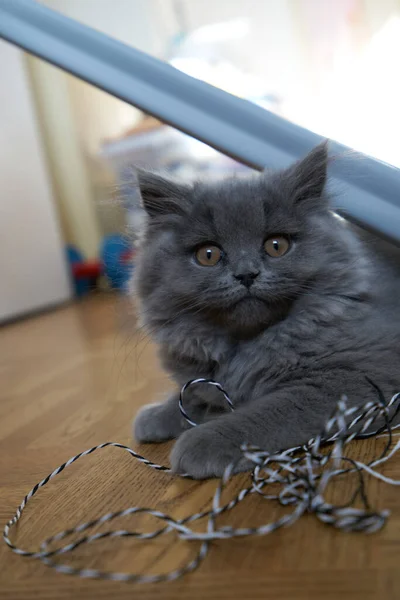 Vue Rapprochée Gray Tabby Chaton Mignon Avec Des Yeux Jaunes — Photo