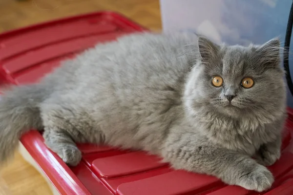 グレー英国のふわふわ子猫敷設冷たい — ストック写真