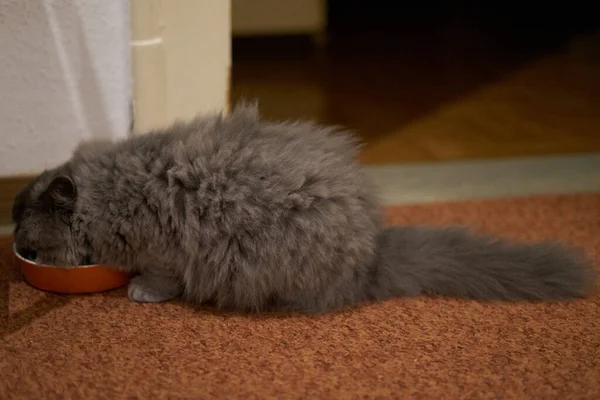 Mały szary kociak pijący z miski — Zdjęcie stockowe