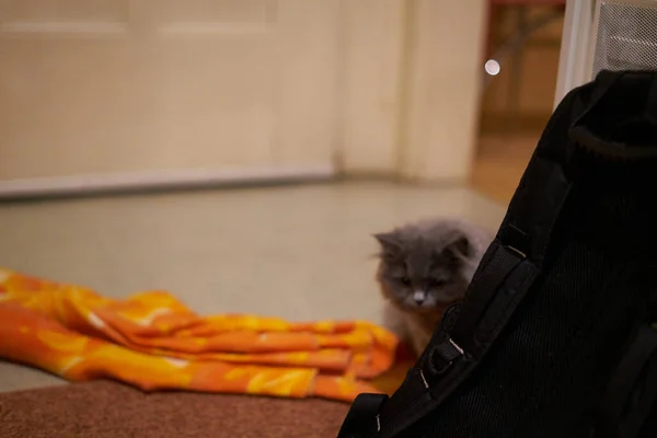 Gatito gris delante de una mochila —  Fotos de Stock