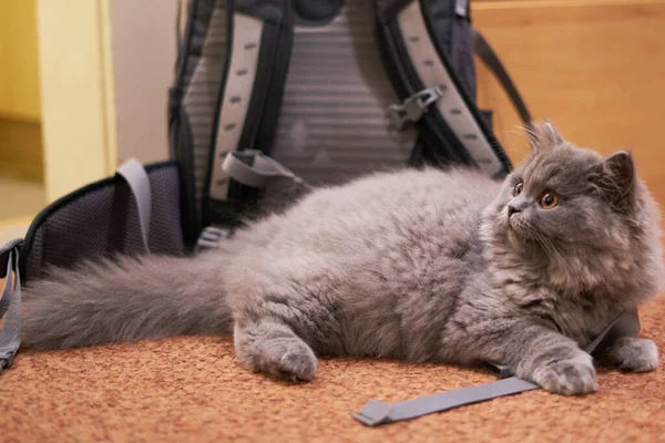 가방 앞에 있는 회색 고양이 — 스톡 사진