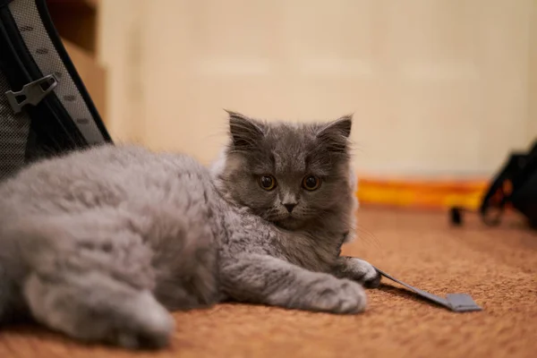 グレー英国のふわふわ子猫敷設冷たい — ストック写真