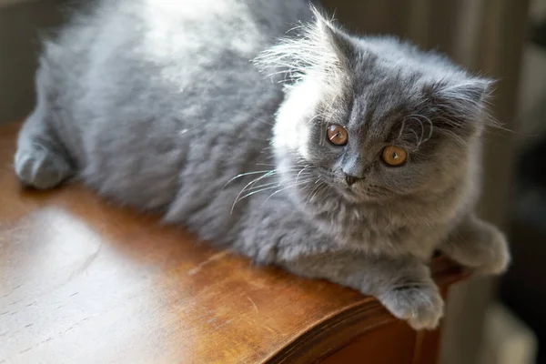 Gray British fluffy kitten laying chilling — Stock Photo, Image