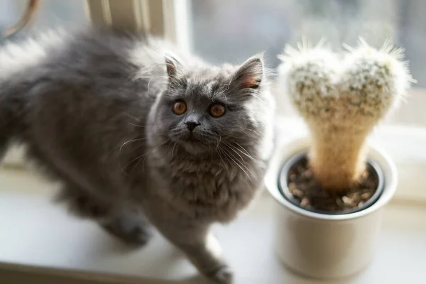 Um gatinho cinza agradável ao lado de um cacto — Fotografia de Stock